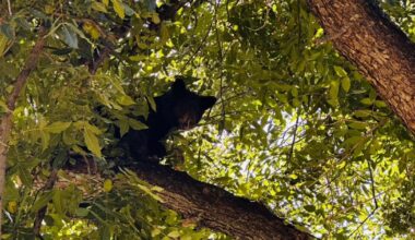 Bear cub captured by PD, wildlife officials after being spotted in Eloy orchards