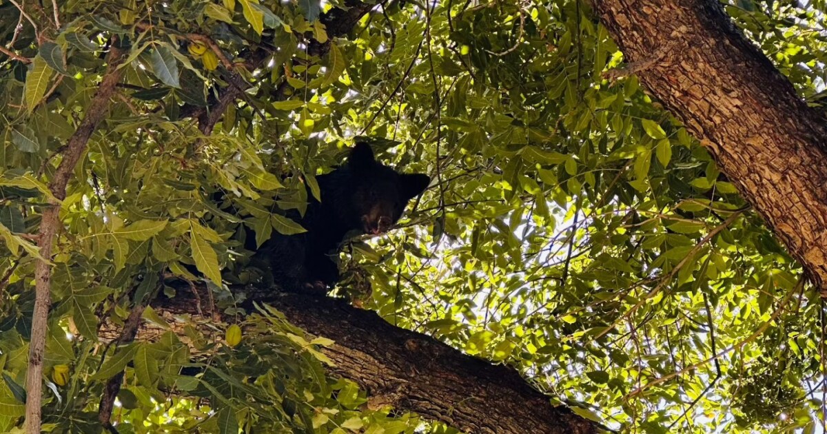 Bear cub captured by PD, wildlife officials after being spotted in Eloy orchards
