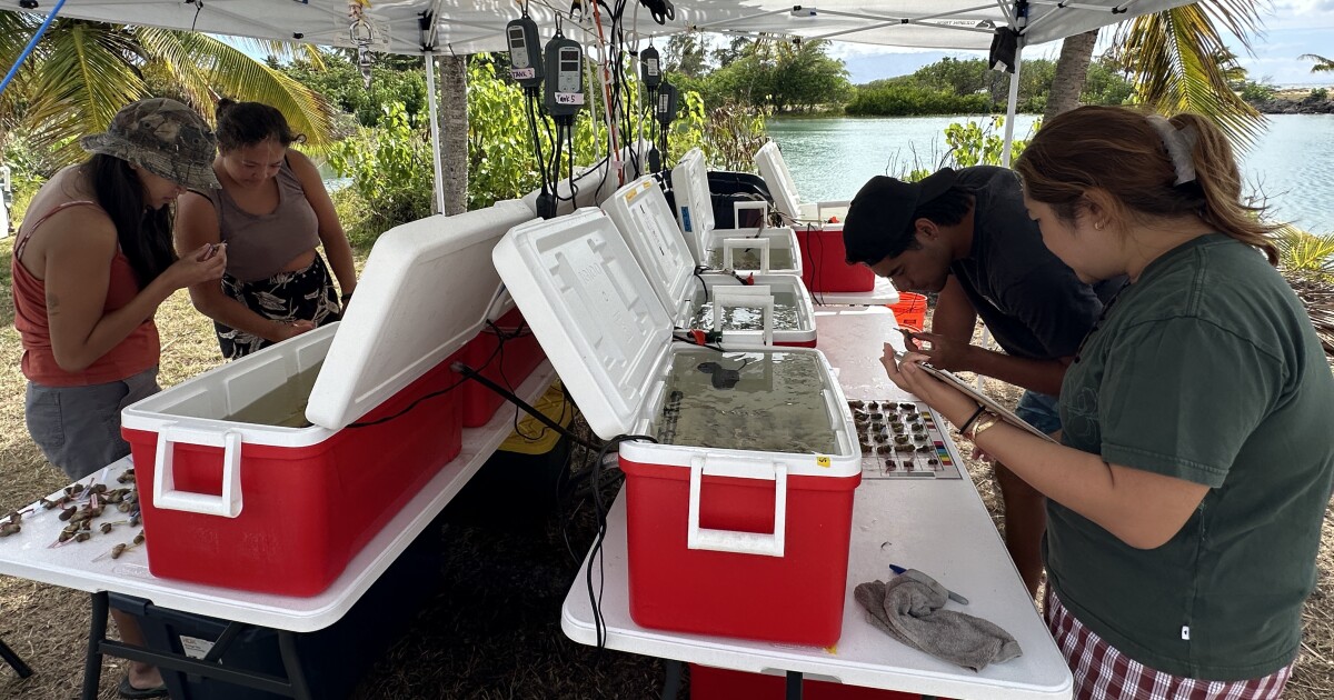 Stanford scientist from Molokaʻi dives into the genetic secrets of resilient coral