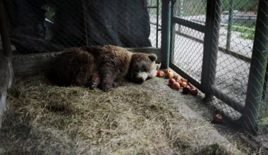 Rescued lions and tigers from Argentina zoo to find new homes abroad