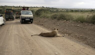 Living near lions in Kenya, and trying to stay safe