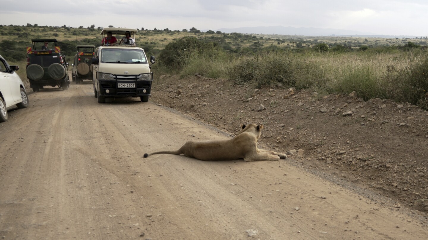 Living near lions in Kenya, and trying to stay safe