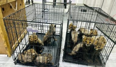 Cheetah cubs destined for illegal trade in exotic pets rescued in Somaliland