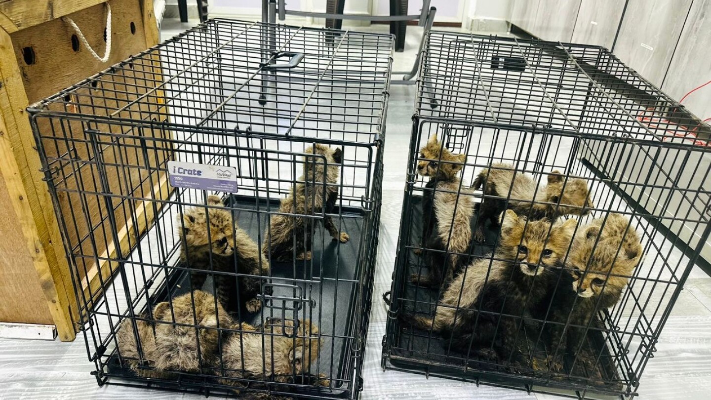 Cheetah cubs destined for illegal trade in exotic pets rescued in Somaliland