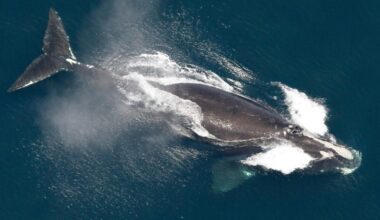 Rarest whales show promising population growth, scientists report