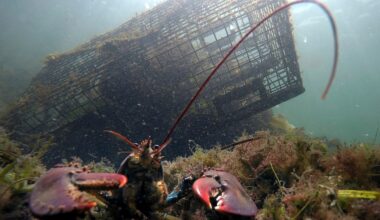Lobster population plummets 34% in New England, regulators warn of overfishing