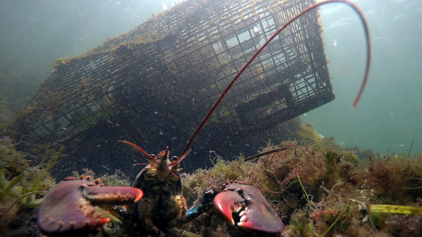 Lobster population plummets 34% in New England, regulators warn of overfishing