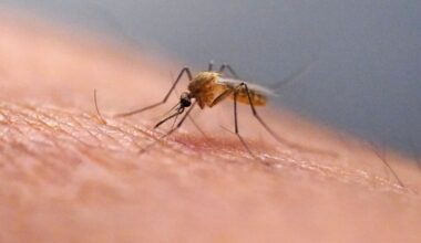 Chikungunya virus case confirmed in New York City suburb