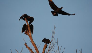 Black vultures, a scourge to newborn or sick cattle, move north in warming climate