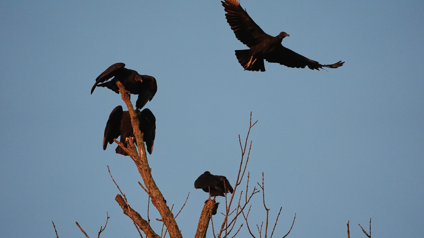 Black vultures, a scourge to newborn or sick cattle, move north in warming climate