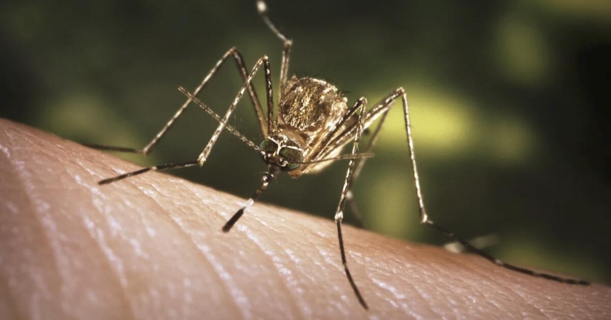 First West Nile virus death confirmed in L.A. County, as studies show drought may increase risk