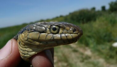 This Central Valley serpent is California’s new state snake. Can recognition save it from extinction?