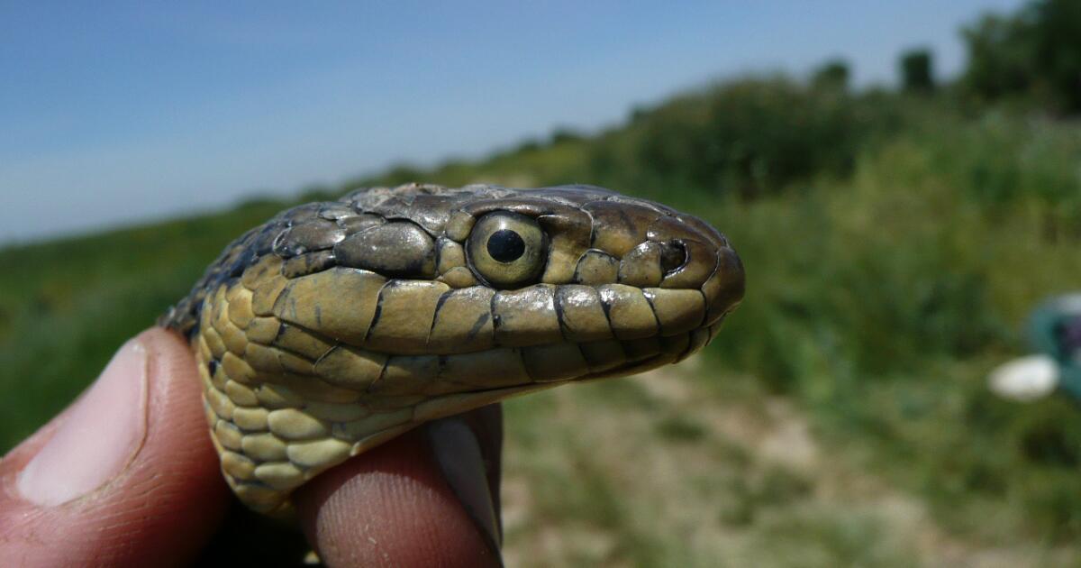 This Central Valley serpent is California’s new state snake. Can recognition save it from extinction?