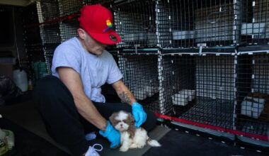 California tightens leash on puppy sales with new laws signed by Newsom