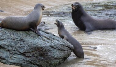 California man denies accusations that he decapitated a sea lion