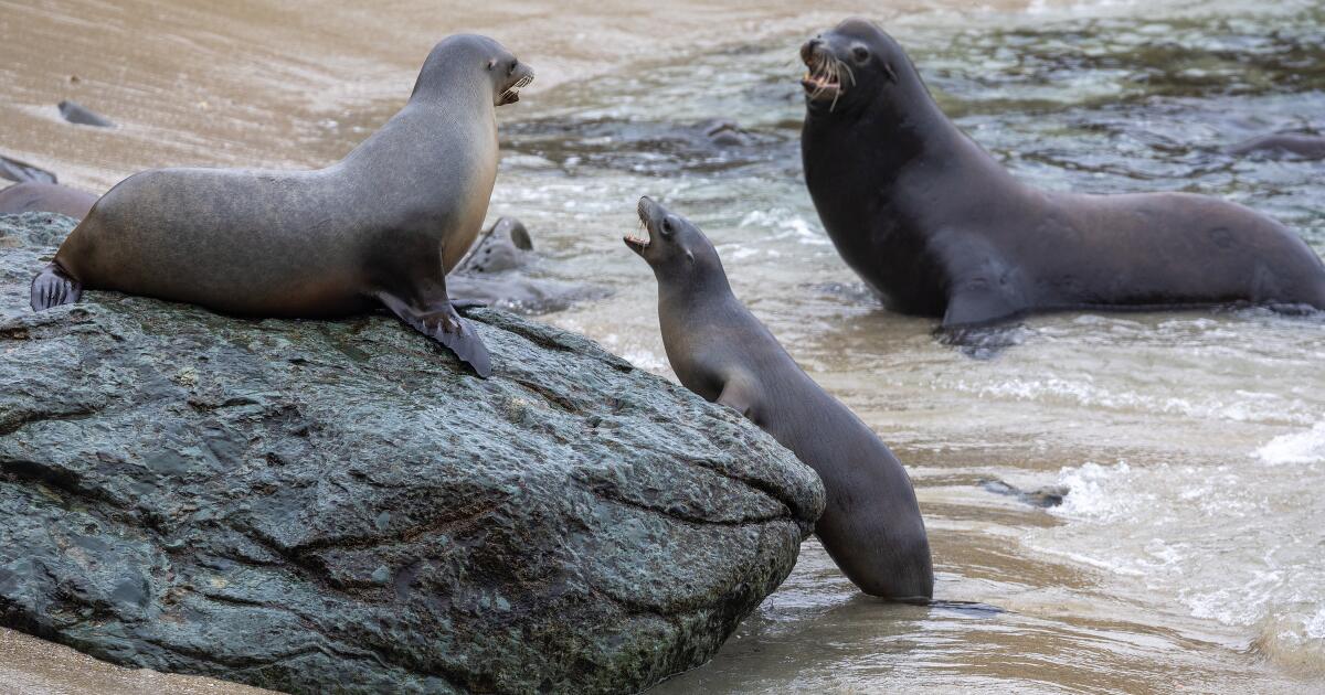 California man denies accusations that he decapitated a sea lion