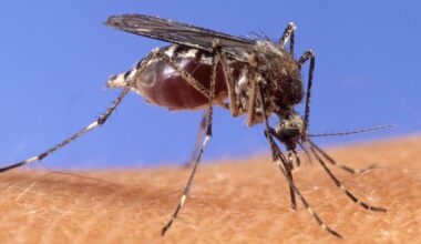 Arizona State University researchers studying Valley mosquito hot spots