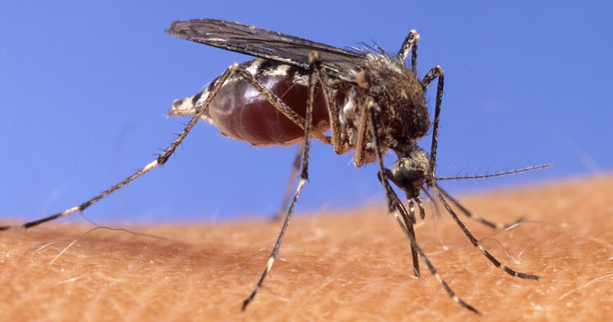 Arizona State University researchers studying Valley mosquito hot spots