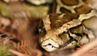 Python kills triple in Florida Everglades as state invests in removal efforts