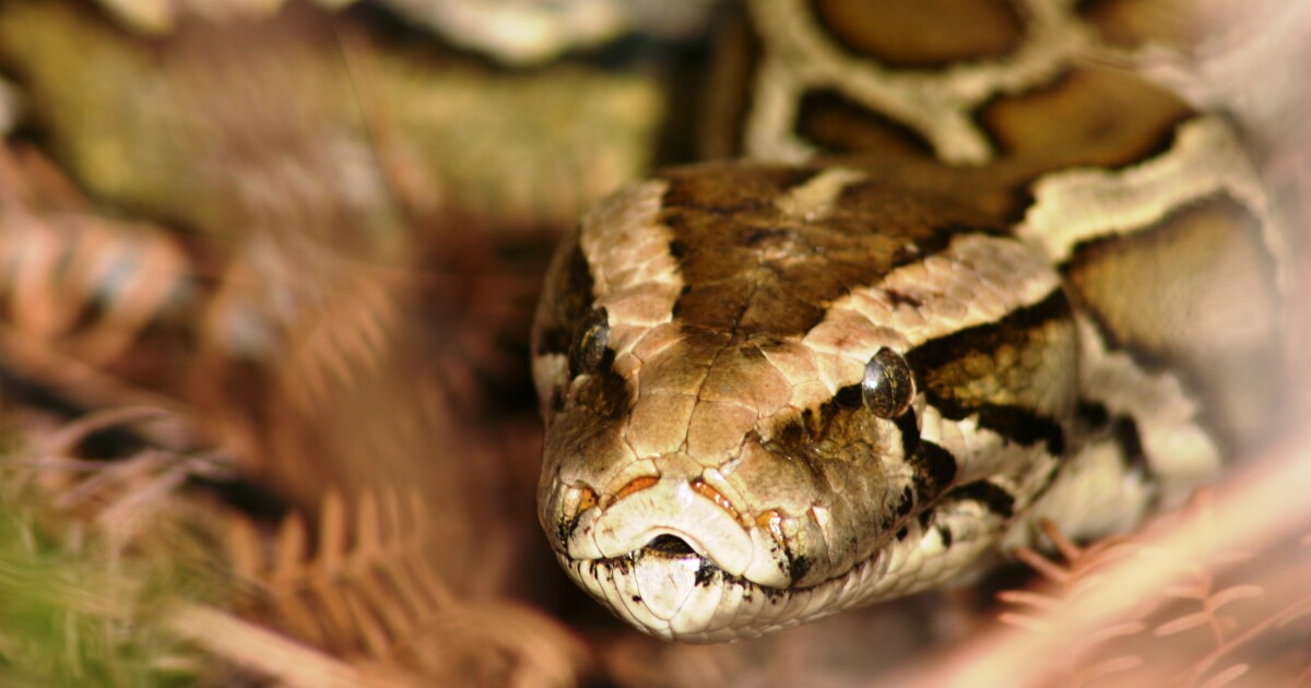 Python kills triple in Florida Everglades as state invests in removal efforts
