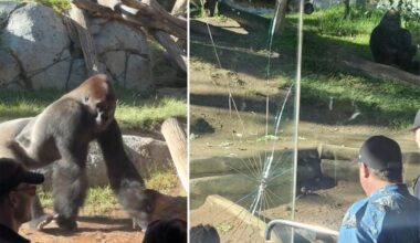 Startling video captures massive gorilla smashing glass wall of San Diego Zoo enclosure