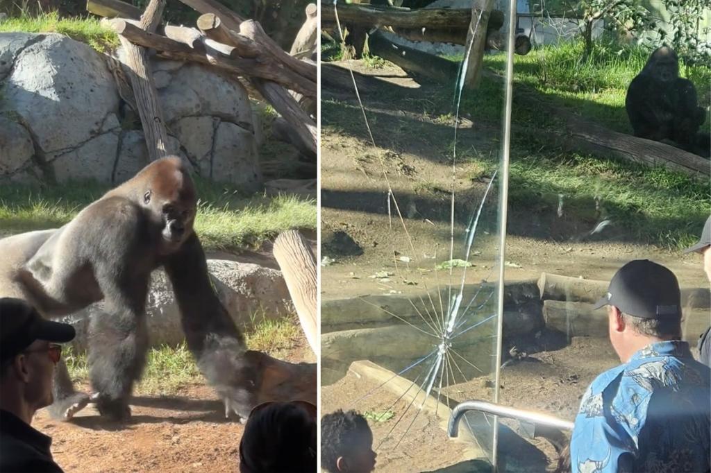 Startling video captures massive gorilla smashing glass wall of San Diego Zoo enclosure