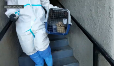 Dogs and cats rescued from abandoned apartment in Vista – NBC 7 San Diego