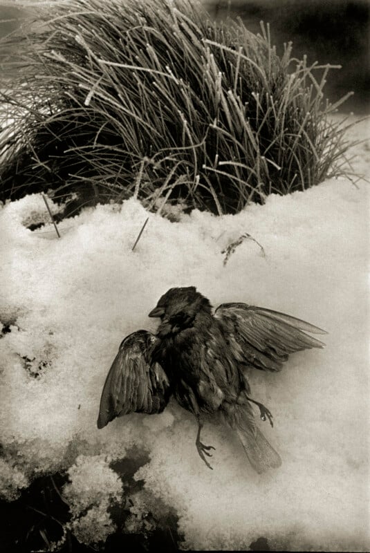 A dead bird lies on its side in the snow beneath a tuft of frosty grass, its wings partially spread. The scene is cold and somber, evoking a sense of stillness and loss.