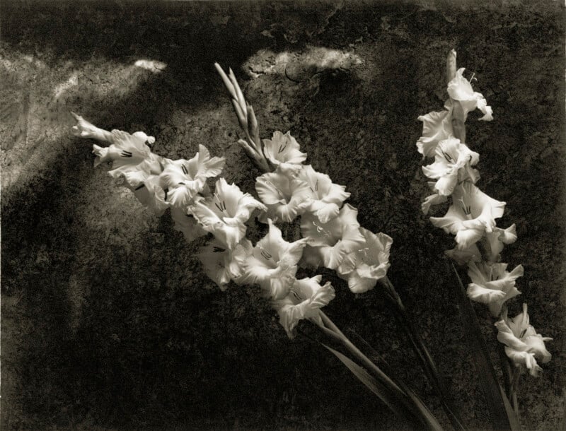 Black and white photo of gladiolus flowers with long stems and trumpet-shaped blooms, set against a textured, shadowy background. The lighting highlights the delicate petals.
