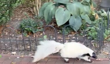 Friends of the White Whale Society Presents – Skunk!