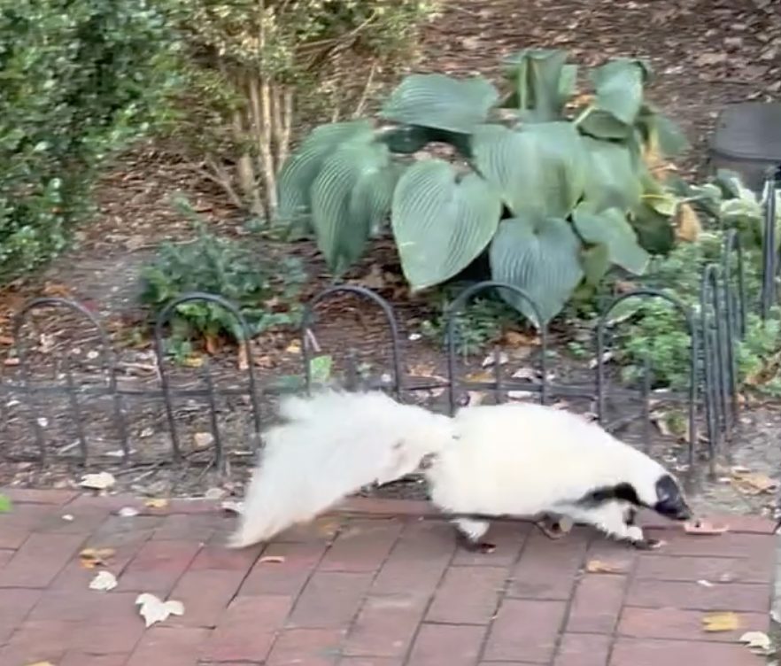 Friends of the White Whale Society Presents – Skunk!