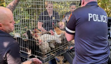 Dozens of ailing animals found in NY home where elderly woman was 'trapped' by debris