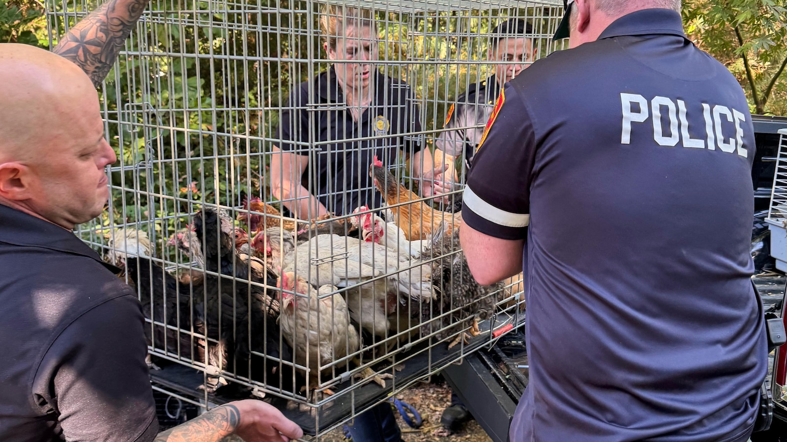 Dozens of ailing animals found in NY home where elderly woman was 'trapped' by debris