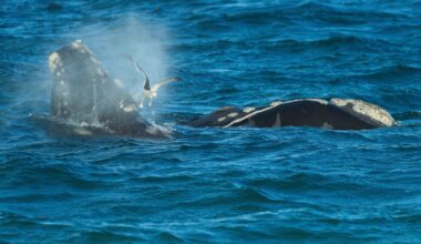 Southern right whales awe admirers after coming back from brink of extinction