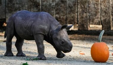 Critically endangered baby black rhino makes its debut at Cleveland zoo