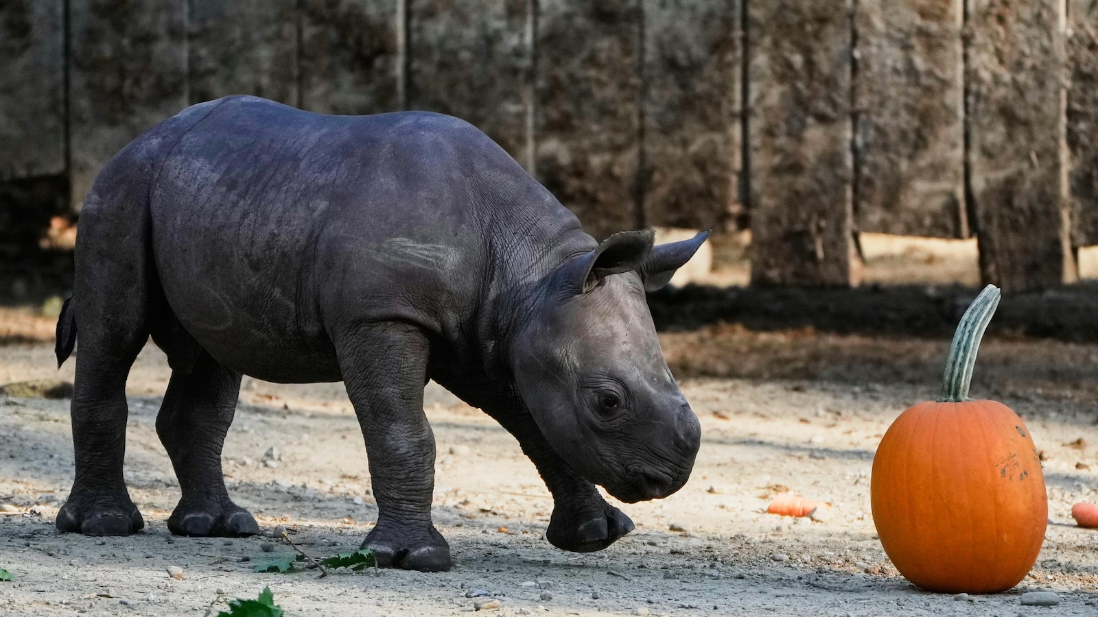 Critically endangered baby black rhino makes its debut at Cleveland zoo