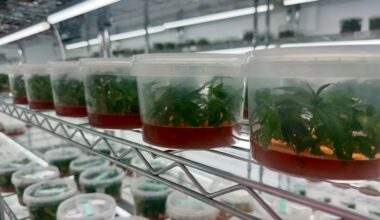 Zennetix Forms Breeders’ Council to Deliver Award-Winning Genetics Through Tissue Culture Technology