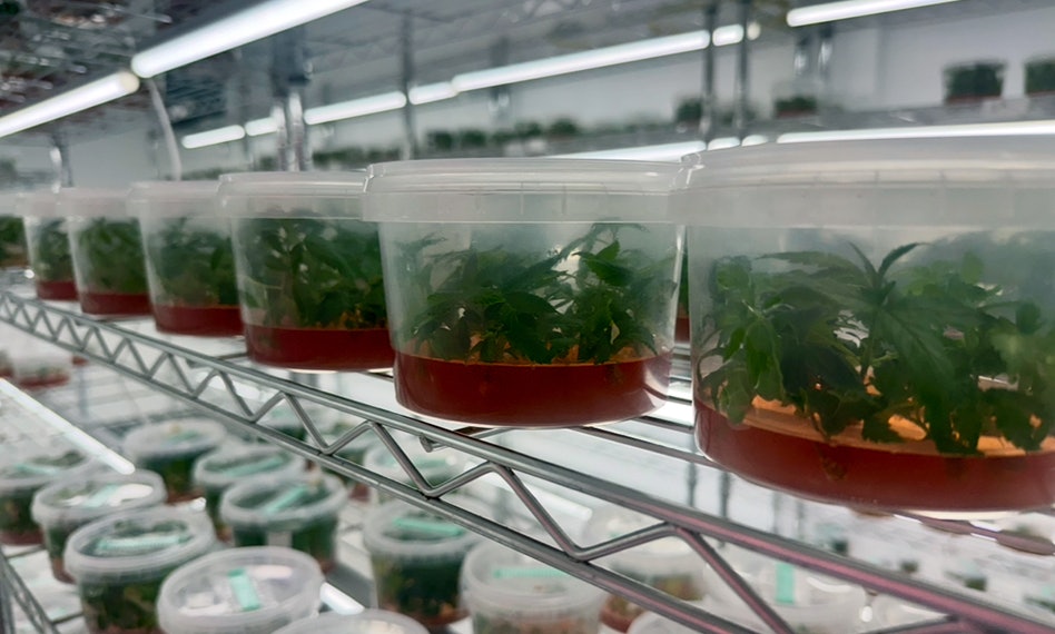 Zennetix Forms Breeders’ Council to Deliver Award-Winning Genetics Through Tissue Culture Technology