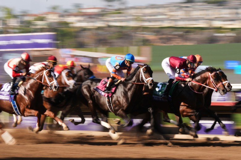 Several horses head down the stretch on the race track at the Breeders' Cup.