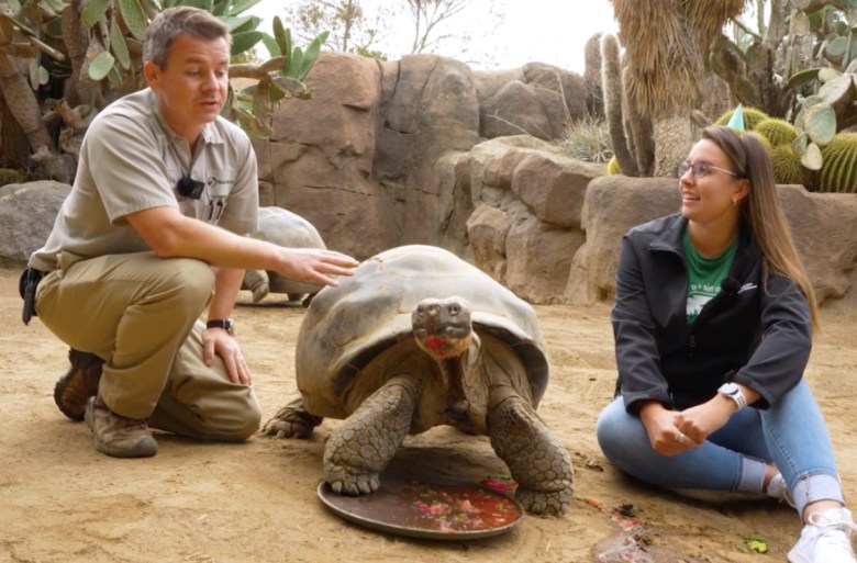A large tortoise sits in between a man on the left and a woman in a natural habitat.