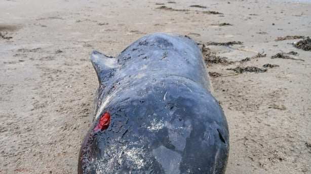 A narwhal, an arctic species of whale was found dead and stranded off the Donegal coastline