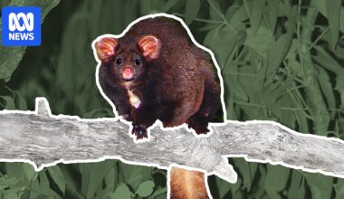 Rules meant to protect endangered gliders increase risk of localised extinction, scientists say