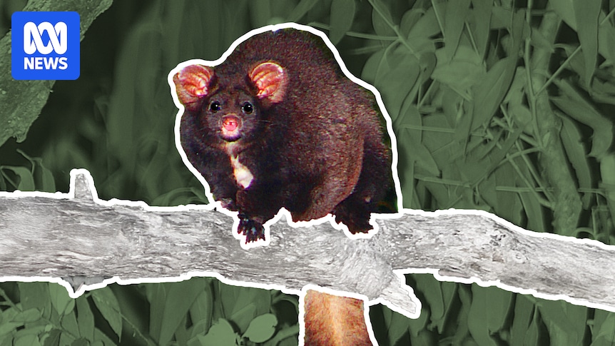 Rules meant to protect endangered gliders increase risk of localised extinction, scientists say