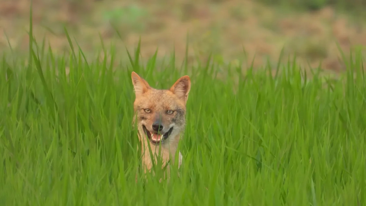 Yahoo lifestyle home