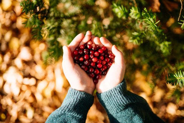 Cranberries can interfere with warfarin