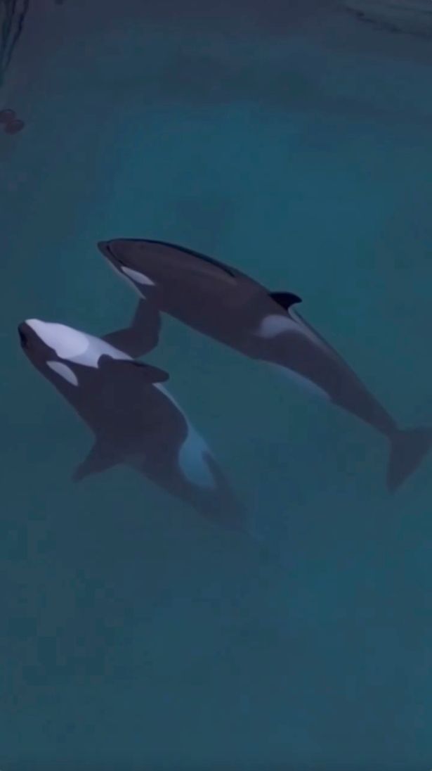 Warning taken from Instagram

Two orcas appear dead in abandoned tank - but when they spot drone it's even more tragic

 Instagram/Seph Lawless
https://www.instagram.com/p/DQag9K6jdCJ/?hl=en