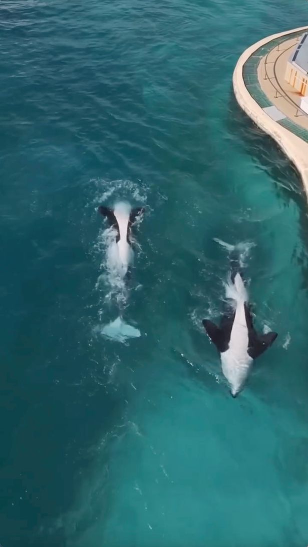 Warning taken from Instagram

Two orcas appear dead in abandoned tank - but when they spot drone it's even more tragic

 Instagram/Seph Lawless
https://www.instagram.com/p/DQag9K6jdCJ/?hl=en

The mother orca appears dead — her body floating motionless in murky water beside her son.