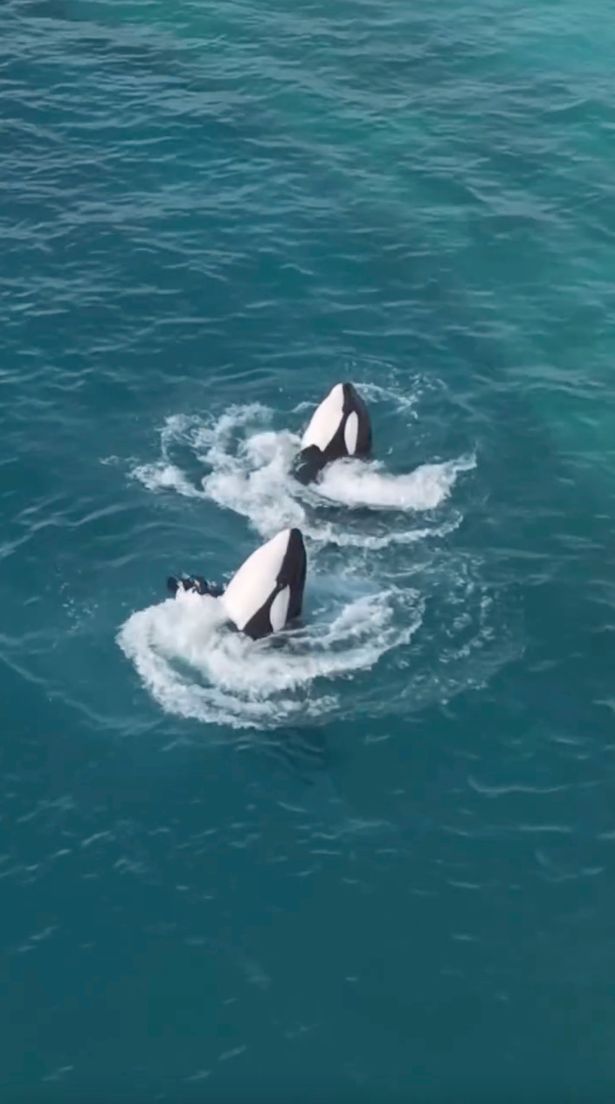 Warning taken from Instagram

Two orcas appear dead in abandoned tank - but when they spot drone it's even more tragic

 Instagram/Seph Lawless
https://www.instagram.com/p/DQag9K6jdCJ/?hl=en