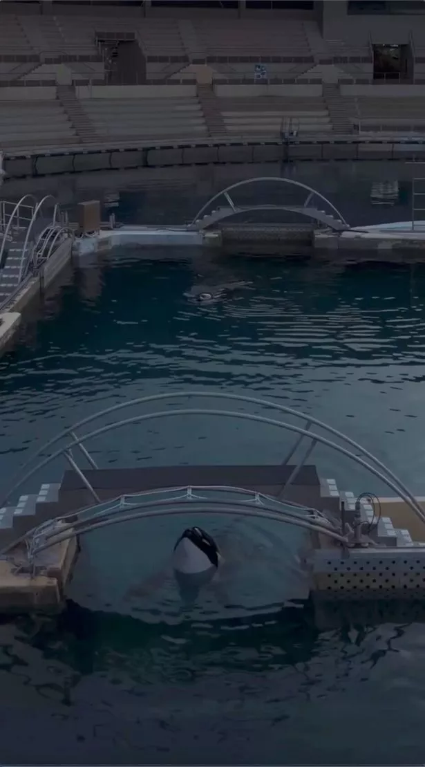 Warning taken from Instagram

Two orcas appear dead in abandoned tank - but when they spot drone it's even more tragic

 Instagram/Seph Lawless
https://www.instagram.com/p/DQag9K6jdCJ/?hl=en

The mother orca appears dead — her body floating motionless in murky water beside her son.
