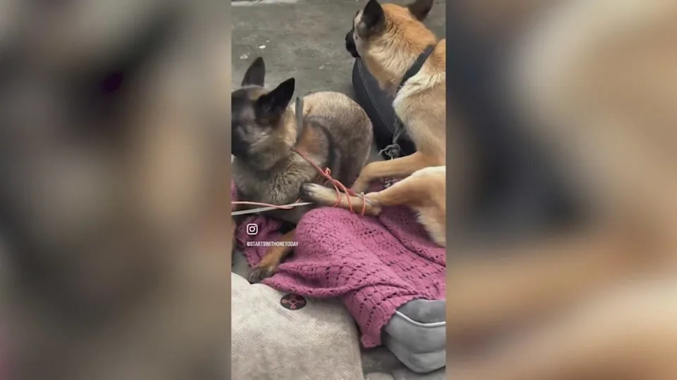 Animal advocates say they’re seeing a disturbing increase in dogs being abused, neglected and even set on fire at homeless encampments across Los Angeles. (KTLA)